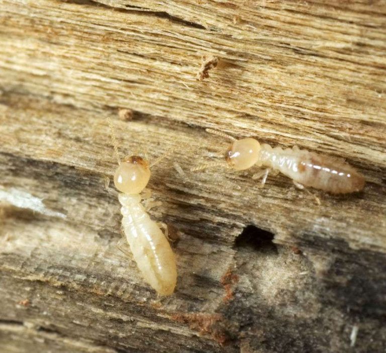 traitement-de-charpente-contre-les-termites.jpg